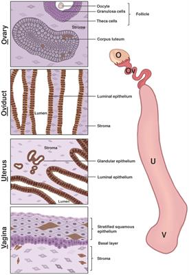 Overview of the expression patterns and roles of Lipocalin 2 in the reproductive system